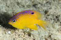 Longfin Damselfish, Juvenile