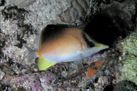 Longsnout Butterflyfish