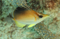 Longsnout Butterflyfish