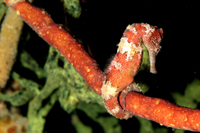 Longsnout Seahorse