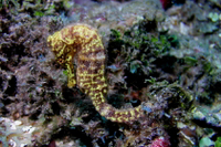 Longsnout Seahorse