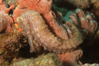 Longsnout Seahorse