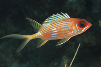 Longspine Squirrelfish