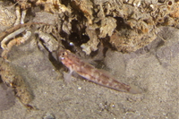 Bay Goby