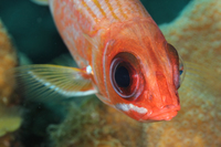 Longspine Squirrelfish