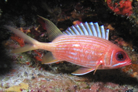 Longspine Squirrelfish