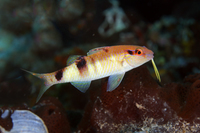 Manybar Goatfish