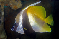 Masked Bannerfish