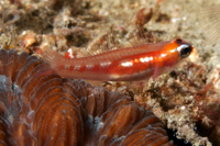 Masked Goby