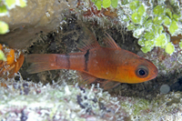 Belted Cardinalfish