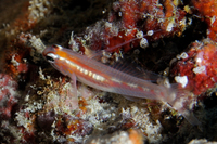 Masked Goby