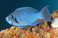 Midnight Parrotfish