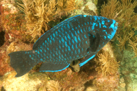 Midnight Parrotfish