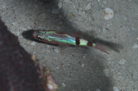 Mimic Cardinalfish