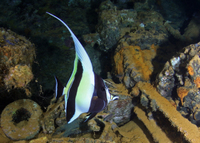 Moorish Idol