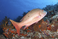 Mutton Snapper