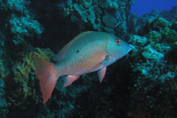 Mutton Snapper