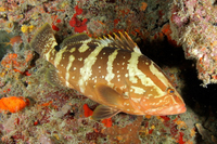 Nassau Grouper