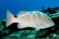 Nassau Grouper