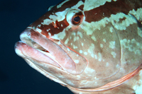 Nassau Grouper