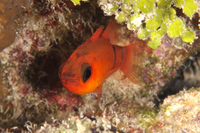 Belted Cardinalfish