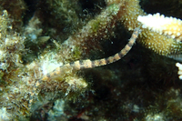 Network Pipefish