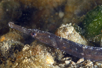 Northern Pipefish