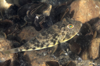 Northern Puffer