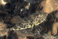 Northern Puffer