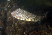 Northern Puffer