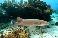 Nurse Shark