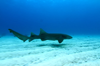 Nurse Shark