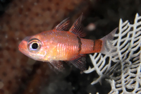 Belted Cardinalfish