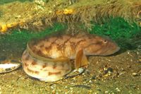 Ocean Pout