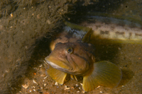 Ocean Pout