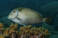 Ocean Surgeonfish