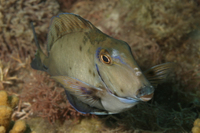 Ocean Surgeonfish