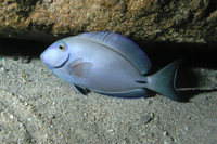Ocean Surgeonfish