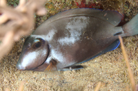 Ocean Surgeonfish