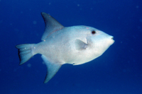 Ocean Triggerfish