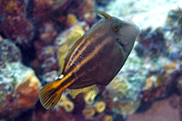 Orangespotted Filefish