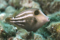 Orangespotted Filefish, Juvenile