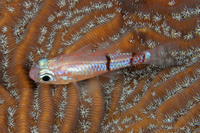 Belted Cardinalfish