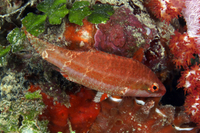 Oriental Wrasse