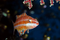 Oriental Wrasse