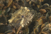 Oyster Toadfish