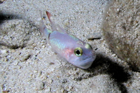 Pale Cardinalfish