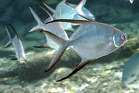 Palometa