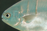 Palometa