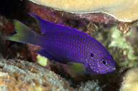 Peacock Damselfish (AKA Blue Damsel)